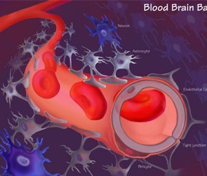 Blood-Brain Barrier (BBB)