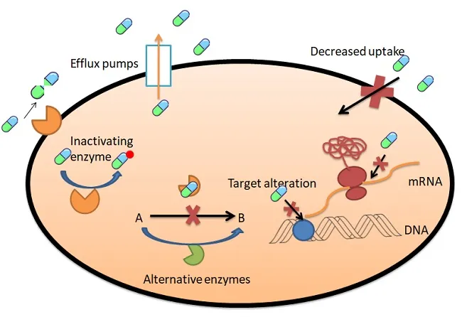 Antimicrobial Resistance