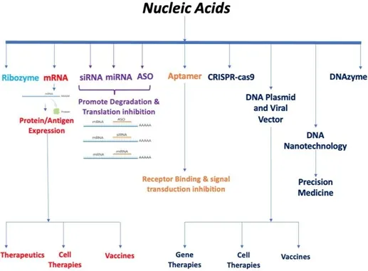Advances in mRNA Therapeutics