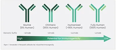 Antibody Humanization