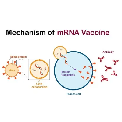 mRNA Vaccines