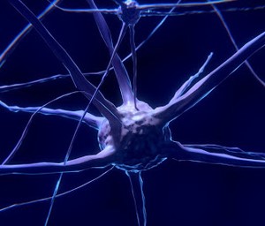 Neuroplasticity and Neuroregeneration
