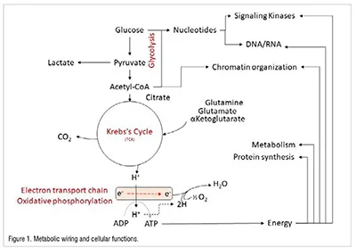  cellular functions