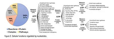metabolism
