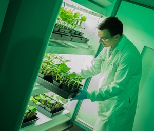 Plant-Based Vaccine Production