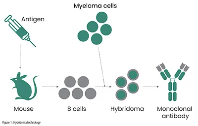 hybridoma technology