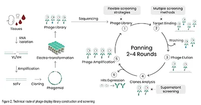 antibody discovery services