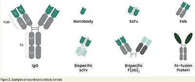 clinical effectiveness of antibodies