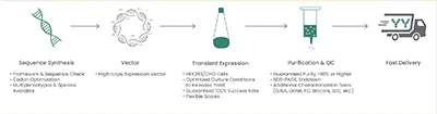 antibody production