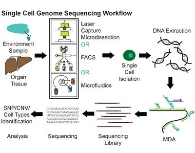 Genomic techniques