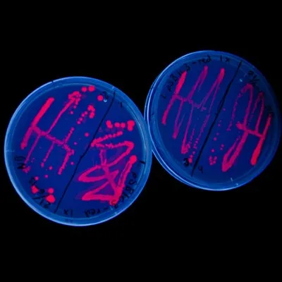 Synthetic Biology for Vaccine Innovation