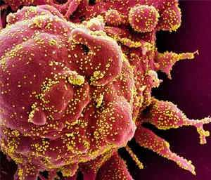 Virus-Like Particles (VLPs)
