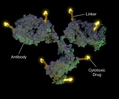 Diagram of antibody-drug conjugate structure showing antibody, linker, and cytotoxic payload