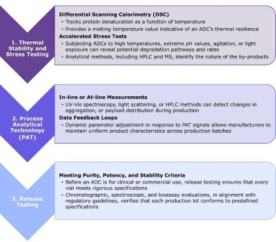 Visual representation of CDMO role in ADC manufacturing lifecycle