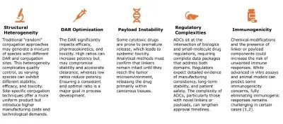Clinical development phases for antibody-drug conjugates explained in a flow diagram