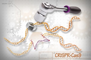 Basics Genomic Editing