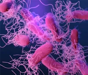 Gene Transfer