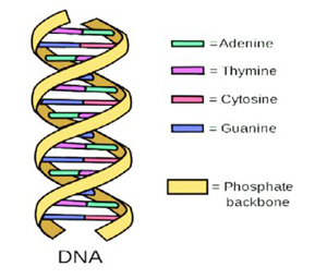 modifying DNA sequences