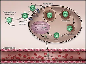 Gene therapy