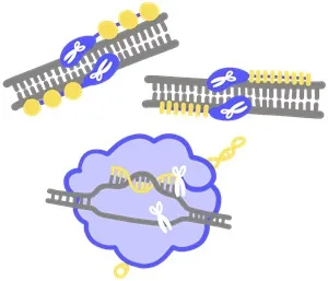 Genomic Editing