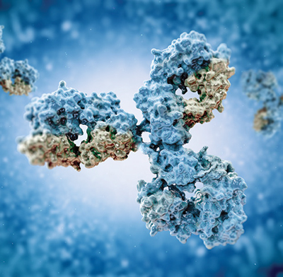 Therapeutic Monoclonal Antibodies