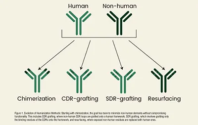 Antigen-binding sites