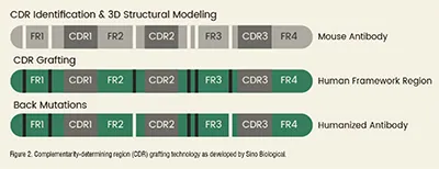 complementarity-determining regions (CDRs) 