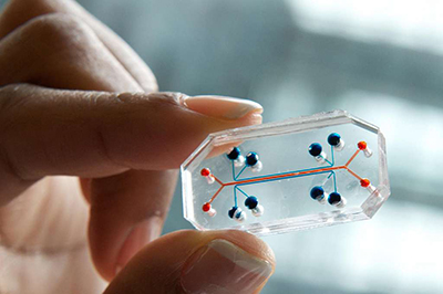 Close-up of an organ-on-a-chip device showing microfluidic channels and biological components