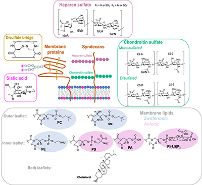 Illustration of cell penetrating peptides crossing cell membranes