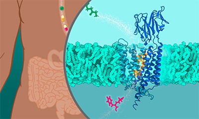 Implications for Drug Development and Personalized Medicine