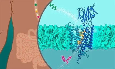 Implications for Drug Development and Personalized Medicine