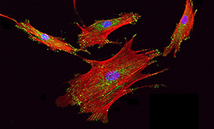 Stem Cells in Drug Discovery and Regenerative Medicine