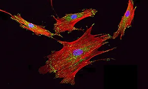 Stem Cells in Drug Discovery and Regenerative Medicine