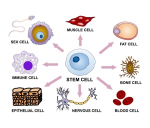 Stem Cells