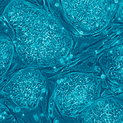 Stem Cell Technology