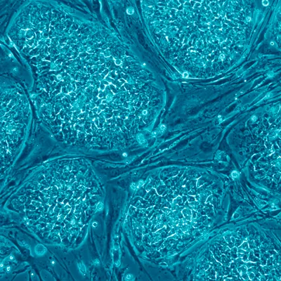 Stem Cell Technology