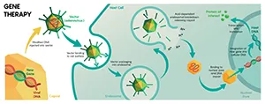 Visualization of viral vectors delivering genes to target cells