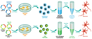 Digital schematic of gene transfer using viral vectors