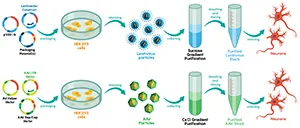 Digital schematic of gene transfer using viral vectors