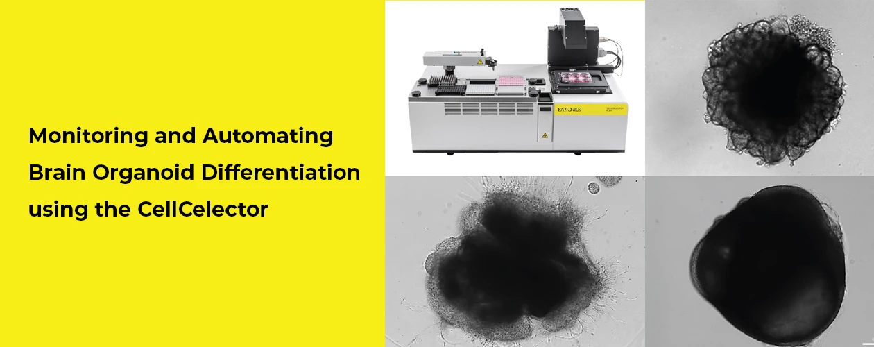sartorius-monitoring-and-automating-brain-organoid-differentiation-using-the-cellcelector