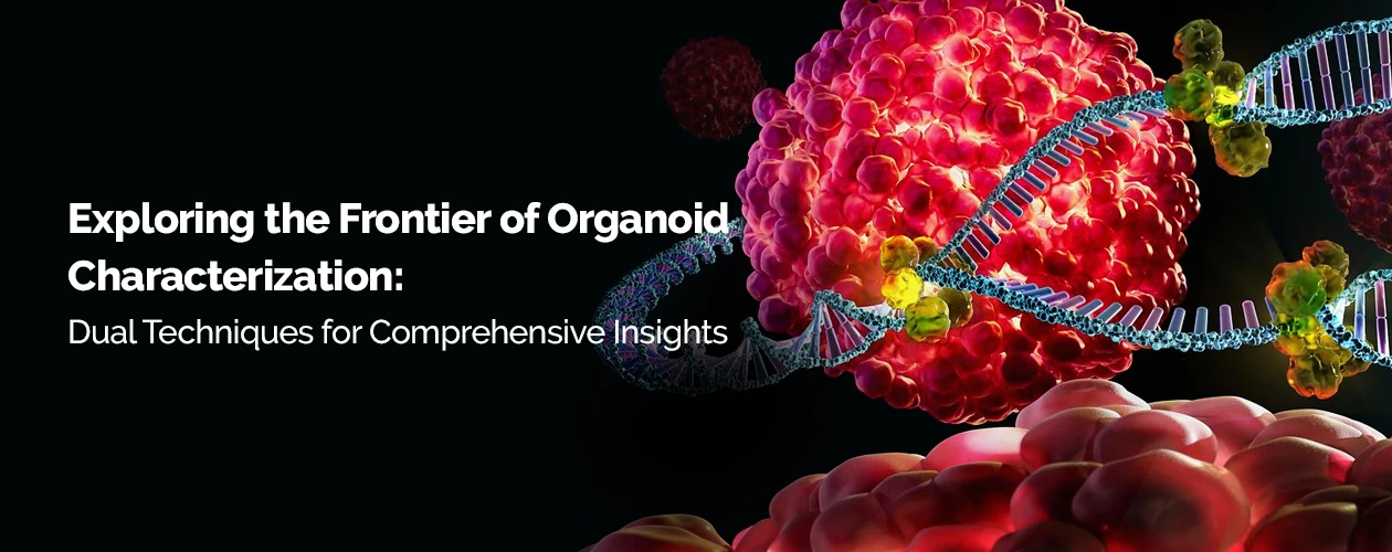 sartorius-exploring-the-frontier-of-organoid-characterization-infographic