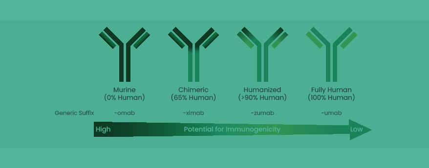 Evolution of Antibody Humanization and Affinity Maturation